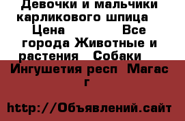Девочки и мальчики карликового шпица  › Цена ­ 20 000 - Все города Животные и растения » Собаки   . Ингушетия респ.,Магас г.